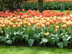 The tulips 